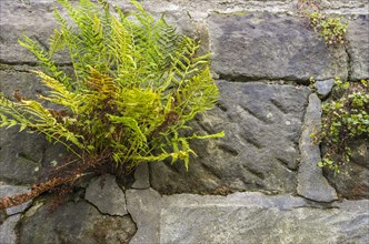 Fern growing in the joint of a stone wall on the Schlossberg in Quedlinburg
