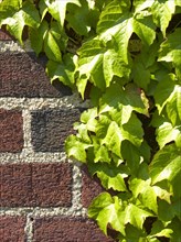 Close up of ivy on brick