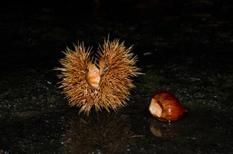 Chestnut with Fruit on Black Background