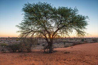 Kalahari