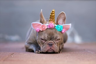 Grumpy French Bulldog dog with angry facial expression dressed up as unicorn wearing headband with flowers and horn