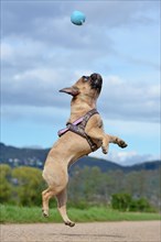 Athletic healthy fawn French Bulldog dog jumping high to catch a ball toy during playing fetch in front of blue sky