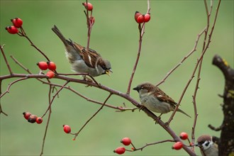Tree sparrow two birds sitting on branches with red rose hips calling to each other seeing