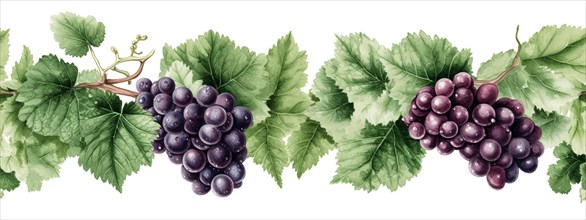 Seamless tileable watercolor row of fresh grapes on the vine on a white background