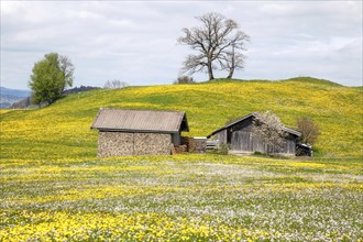 Landscape with flowering common dandelion