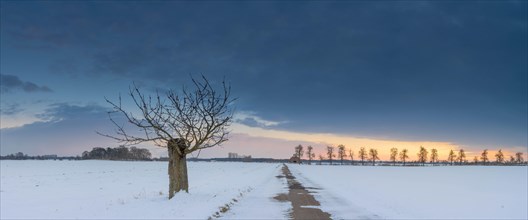 Tree on a field path and winter landscape in the evening light