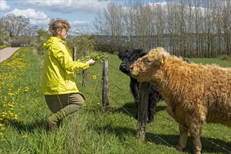 Woman feeding Galloway cattle with dandelion