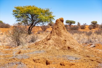 Kalahari