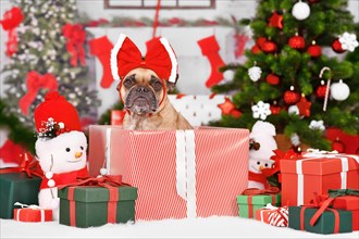 Cute French Bulldog dog in Christmas gift box between seasonal red and green decoration