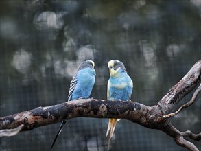 Two blue budgies