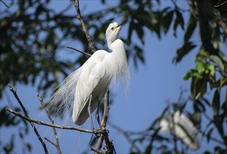 Great egret perches on a tree branch on the banks of the Brahmaputra River