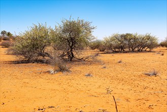 Kalahari