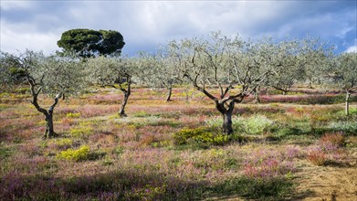 Olive trees in flowering meadow