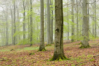 Beech forest with mist in early spring