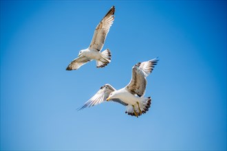 Two seagulls flying in a sky as a background