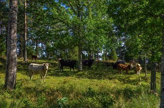 Concept of agroforestry and forest grazing using the example of cattle grazing in a grove outside Laeckoe Castle by Lake Vaenern