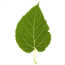 Mulberry tree leaf isolated over white