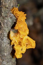 Golden yellow trembling yellowish gelatinous fruiting body on tree trunk