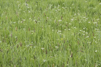 Meadow with meadow foxtail