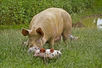 Domestic pig