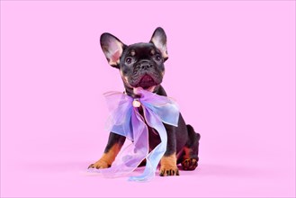 Tan colored French Bulldog dog puppy with pink ribbon