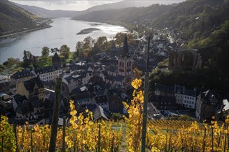 Vineyards in autumn on the river Rhine