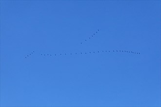Flock of wild geese in flight
