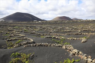 Wine-growing area in the volcanic landscape with a view of the volcanoes Monta Negra and Volcano Colorado Lanzarote