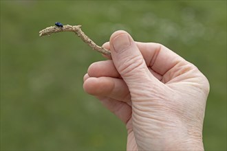 Woman holding branch with beetle