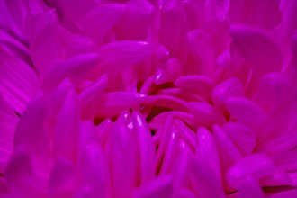 Macro shot of pink gerbera daisy