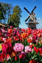 Blooming tulips flowerbed and wind mill in Keukenhof garden