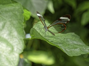 Glass-winged butterfly