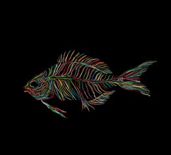 Fish skeleton graphic in colors