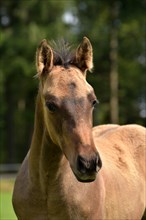 Foal of the Western horse breed American Quarter Horse in the pasture