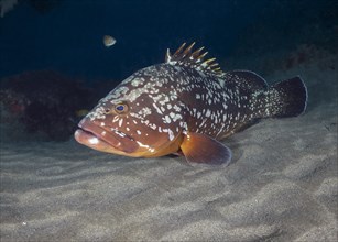 Brown grouper