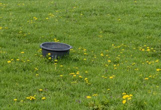 Water bucket stands on green meadow