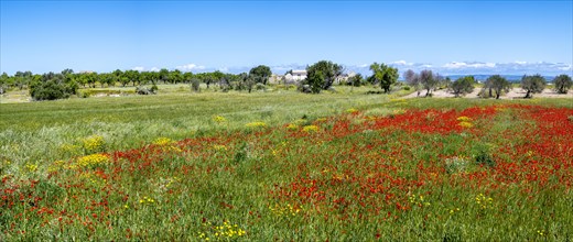 Olive trees in flowering meadow