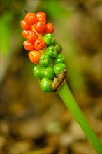 Fruit clusters of the arum in a forest area