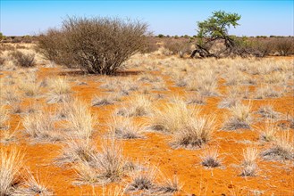 Kalahari Anib Lodge