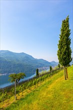 Vineyard with Mountain View and Cypress Tree and Lake Lugano in Morcote