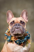 Funny portrait of a female brown French Bulldog dog showing smile with overbite wearing a selfmade blue floral collar in front of blurry background
