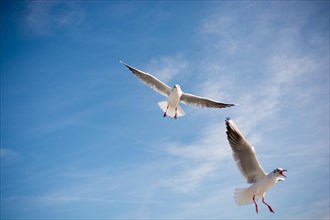 Pair of seagulls flying in the sky background