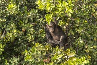 Chimpanzee on Baboon Island