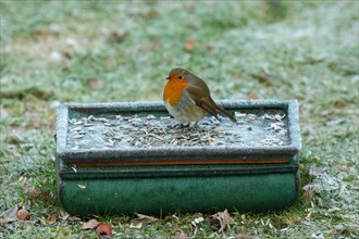 Robin sitting in table with food in mature grass left looking