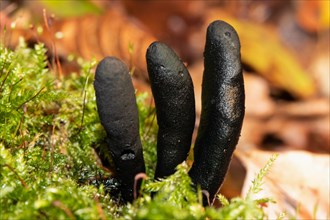 Long-stemmed wood club three club-shaped blackish fruiting bodies next to each other in front of brown autumn leaves in green moss