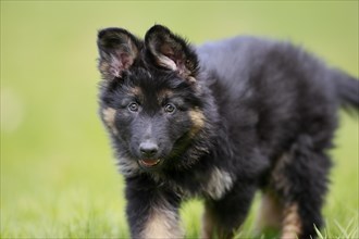 German Shepherd domestic dog