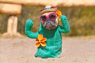 Funny French Bulldog dog dressed up with cactus costume with fake arms and orange flowers wearing summer straw hat and pink sunglasses standing on sandy ground