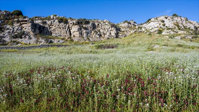Flower meadow in front of limestone rock face