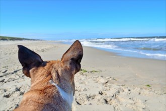 Back of head of a brown French Bulldog dog with pointy ears in front of summer holiday beach and ocean scenery