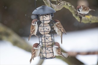 Tree sparrow four birds hanging from feeder pole different sightings